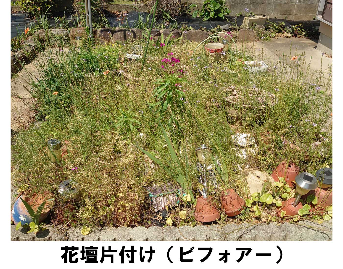 花壇片付け前